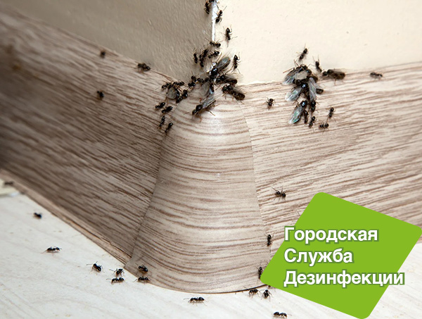 Методы борьбы с насекомыми