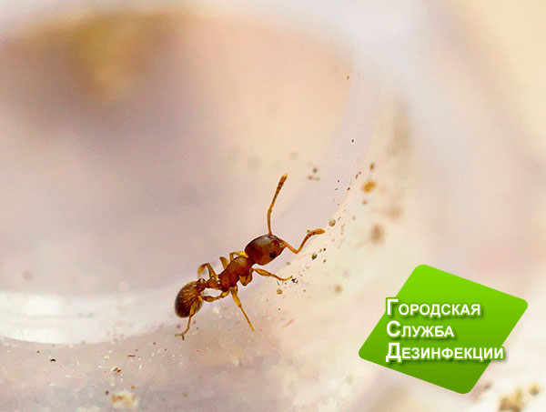 Уничтожение муравьев в доме в Москве и Московской области