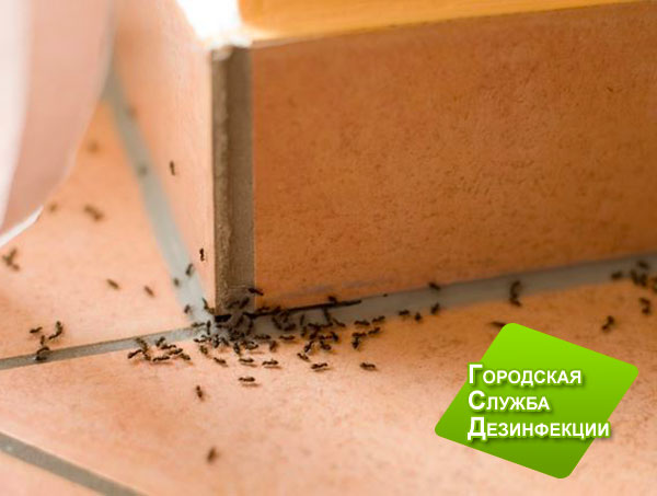 Маленькие муравьи в квартире: причины появления
