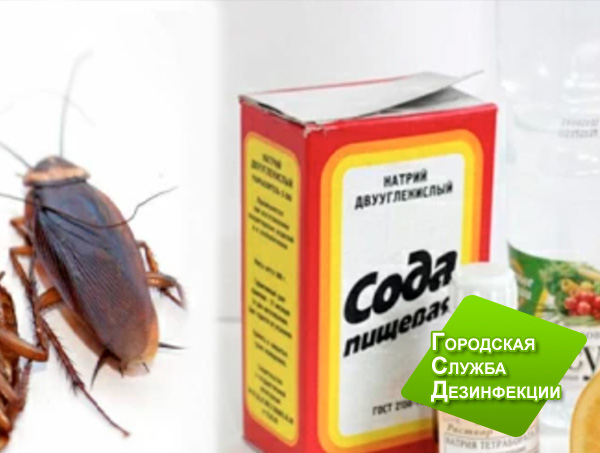 ТОП – 20 народных средств от тараканов